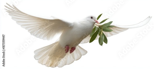The Dove Carrying an Olive Branch in Flight Against a White Background