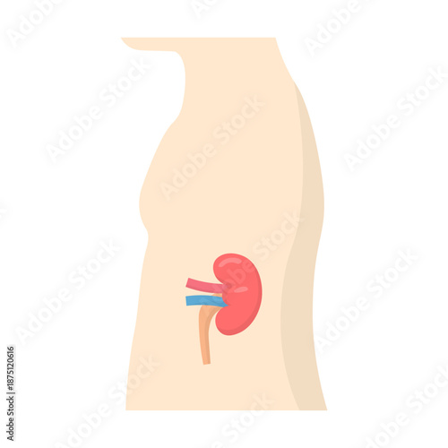 Isolated illustration of kidneys inside the human body for educational images on the theme of body anatomy, kidney location, kidney organ health and others. in hospital clinics and schools.