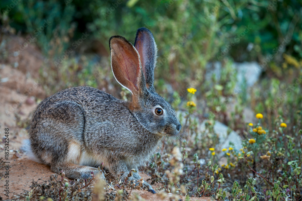 Fototapeta premium Cape scrub hare (Lepus saxatilis), also known as ribbokhaas, in dense undergrowth near historic Wupperthal village, Cederberg Mountains, Western Cape, South Africa. Nocturnal animal in fynbos habitat.