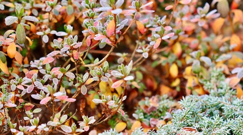 Hoarfrost covering garden plants, green and colorful leaves turning orange and red in cold autumn winter morning