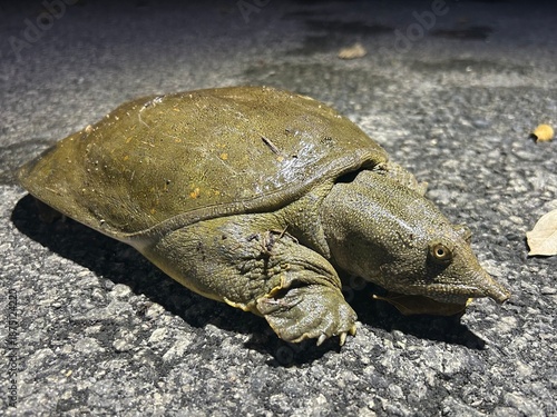 スッポン, Pelodiscus sinensis, Chinese softshell turtle