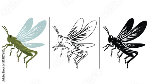 Three different colored grasshoppers with wings on a white background illustration