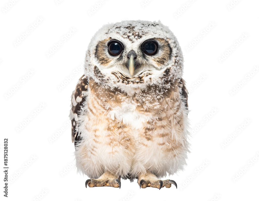 Obraz premium Cute Baby Owl with Big Round Eyes on White Background