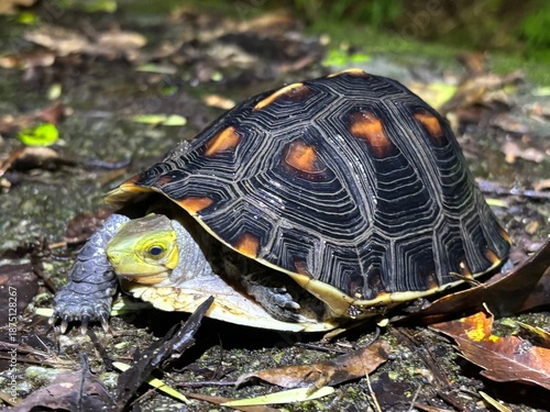 ヤエヤマセマルハコガメ, Cuora flavomarginata evelynae