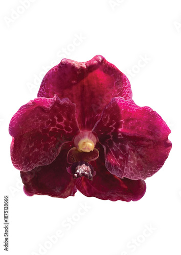 Red Orchid Vanda flower isolated on white background included clipping path. 