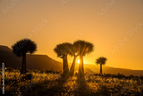 Quiver trees or kokerboom (Aloidendron dichotomum, prev. Aloe dichotoma), at sunset near Wupperthal in the Cederberg Mountains, Western Cape, South Africa. Arid scene with succulents in golden light.