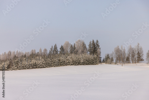 Winter Field and Frosted Forest