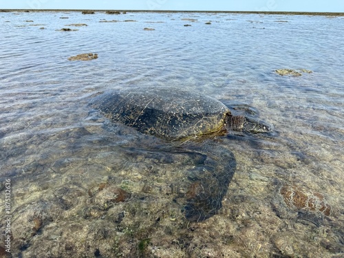 ウミガメ, sea turtle