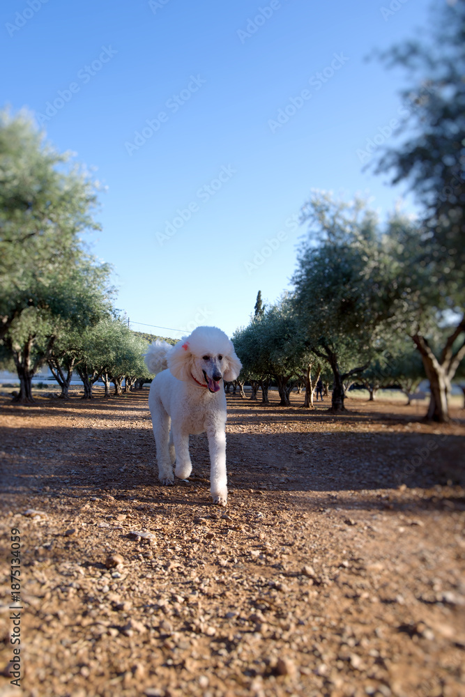 Fototapeta premium White poodle walking toward camera in olive grove on sunny day