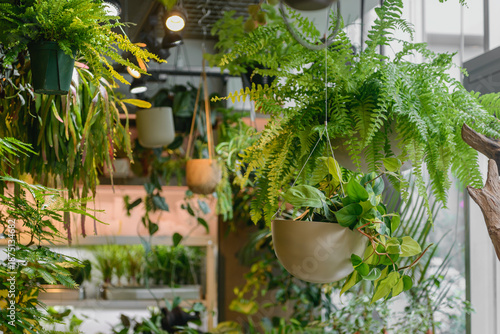 観葉植物が並ぶ園芸店の吊り下げディスプレイ　ボタニカルなインテリア空間を演出するハンギングプランツ