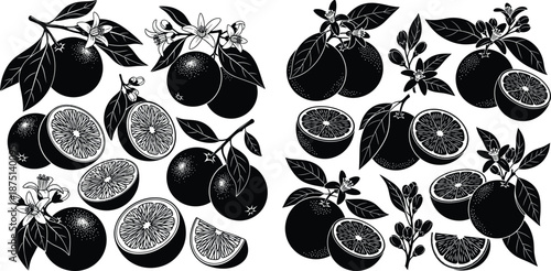 Monochrome silhouette illustration of fresh whole and sliced oranges with blossoming branches and leaves