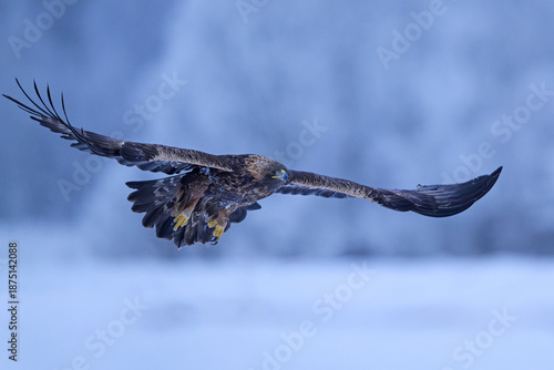 Golden eagle flying in winter landscape
