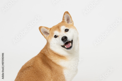 振り返って笑顔の柴犬のスタジオアップ写真