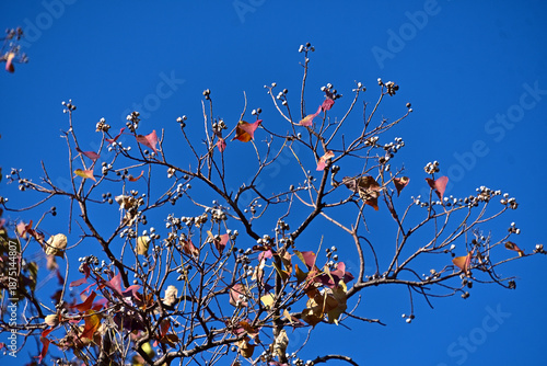 色づいた葉っぱが随分散った枝に、白い果実が沢山ついているナンキンハゼ