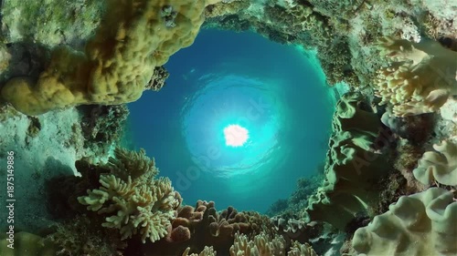 Wallpaper Mural Tropical colourful underwater seascape.The underwater world with colored fish and a coral reef. Philippines. Torontodigital.ca