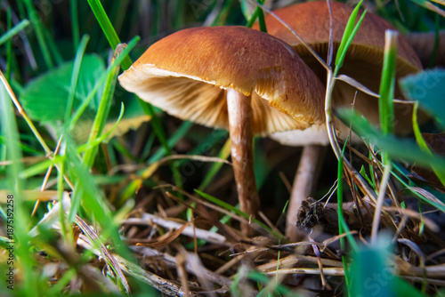 Wild mushroom growing in forest grass