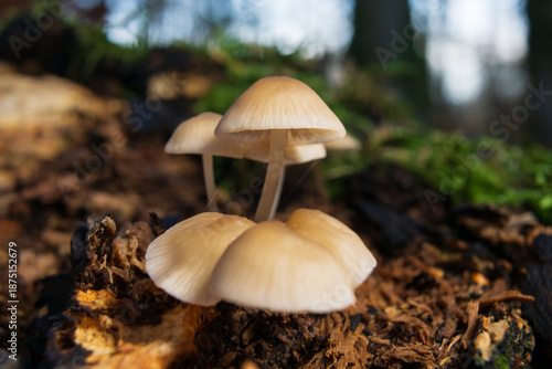 Small white mushrooms growing on decaying wood
