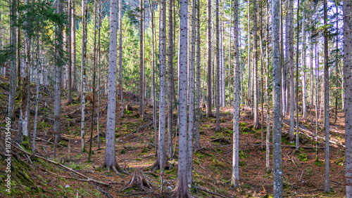 Coniferous forest on mossy hillside