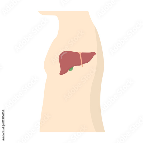 Isolated illustration of the liver organ in the human body for educational images on the theme of body anatomy, location of the liver organ, liver organ health and others in hospital clinics.