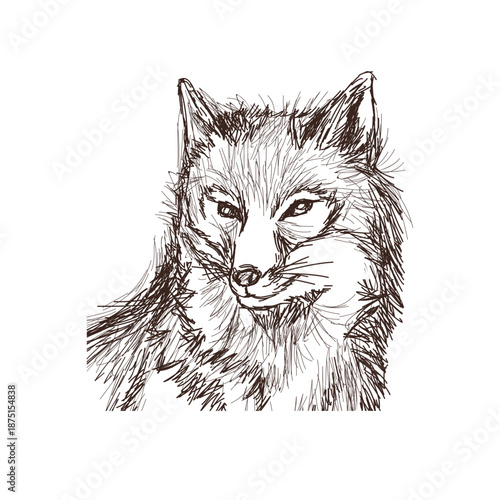 Wild Fox Or Wolf Head Sketch Hand Drawn Illustration