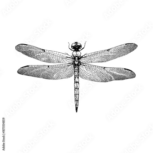 Vintage Hand Drawn Dragonfly Illustration In Engraving Style