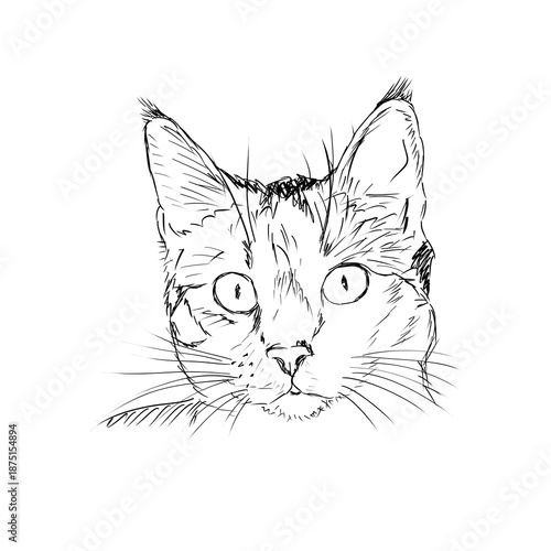 Artistic Sketch Of A Cat Face Hand Drawn Line Art