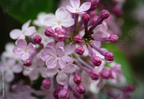 Close-up lilac flowers at spring. Shallow depth of field.