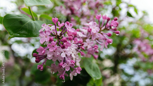 Close-up lilac flowers at spring. Shallow depth of field.