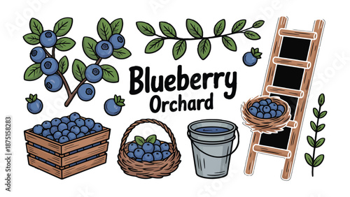 Blueberry Orchard Illustration: An illustration captures the essence of a thriving blueberry orchard, with ripe blueberries on branches and in baskets, a wooden ladder, and lush foliage.