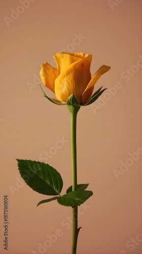 Yellow Orange Rosebud Isolated on Neutral Background, Elegant Floral Stock Photo