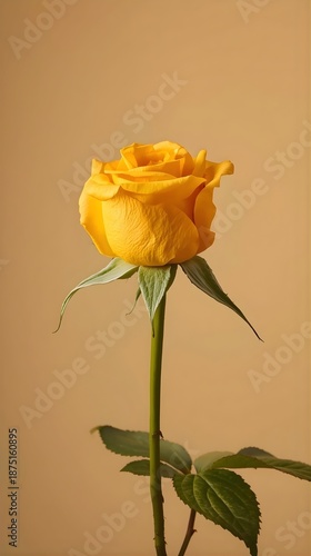 Yellow Orange Rosebud Isolated on Neutral Background, Elegant Floral Stock Photo