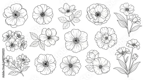 a collection of black and white line drawings of flowers and leaves
