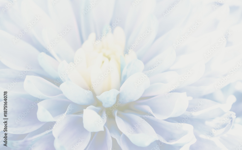Fototapeta premium Harmonious pastel abstract: a soothing background of blended light floral colors and soft edges