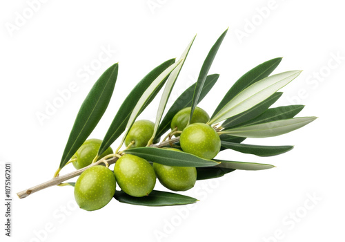 Wallpaper Mural A perfectly formed olive branch with bright green unripe olives and dark green leaves, isolated on a transparent background with copy space, concept of natural health and vitality Torontodigital.ca