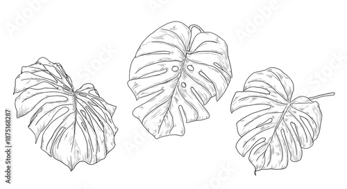 Monstera leaf, set of silhouettes, black and white sketch. Vector illustration. Tropical tree leaves, isolated on a white background. Green lush wildlife plants and fresh jungle foliage.