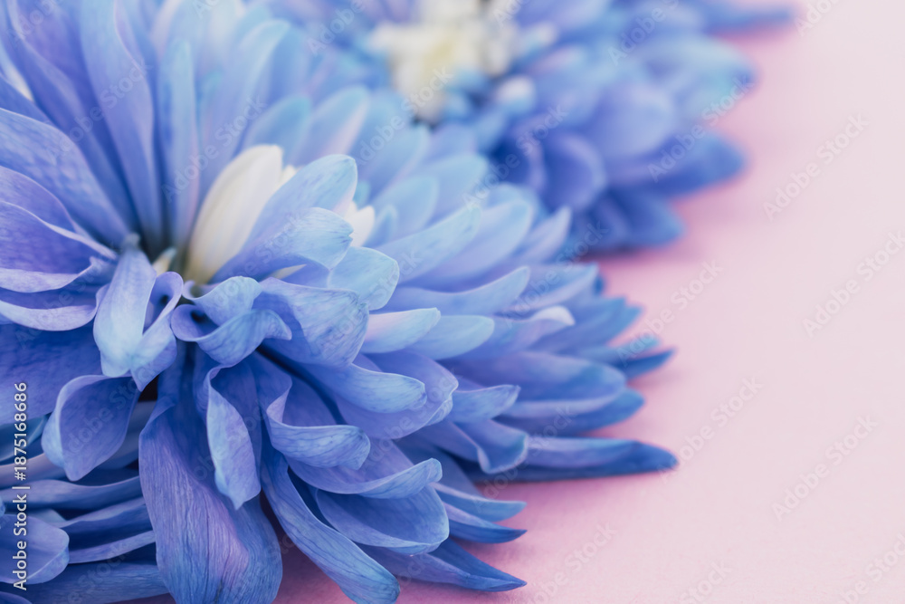 Obraz premium Romantic canvas: vibrant blue flowers spread across a light pink background with copy space