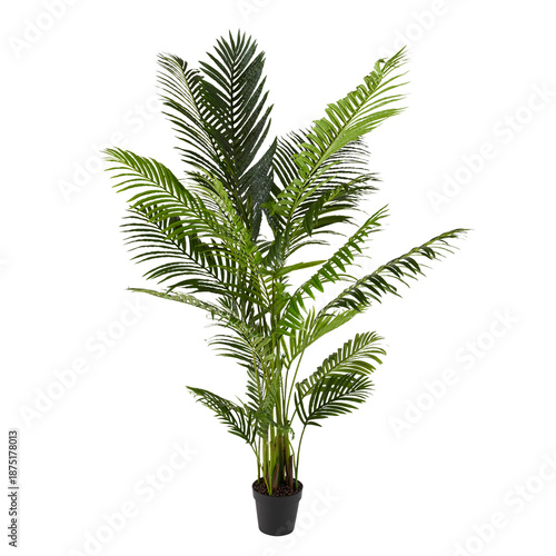 Schilderij op canvas Lush green areca palm houseplant in a black pot, isolated subject for home interior design concepts