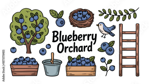 Blueberry Orchard Illustration: A delightful illustration showcases a bountiful blueberry orchard, featuring a blueberry tree, nests, blueberries in wooden crates.