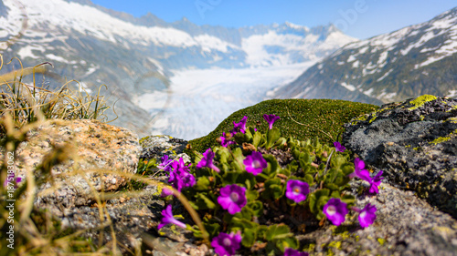 Rhone Glacier and crystal-clear glacial stream in the Swiss Alps, showcasing pristine alpine nature.
