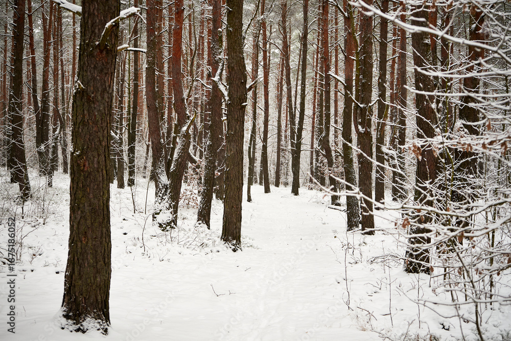 Fototapeta premium leśna ścieżka,zima 