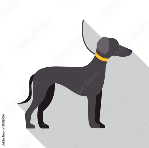 Grey dog wearing elizabethan collar for protection and healing