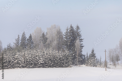 Winter Forest Serenity
