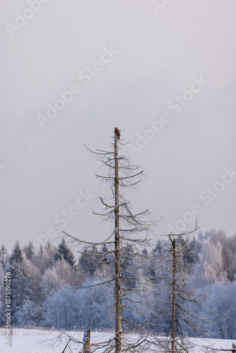 Eagle Perched High
