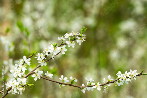A blossoming branch of a fruit tree
