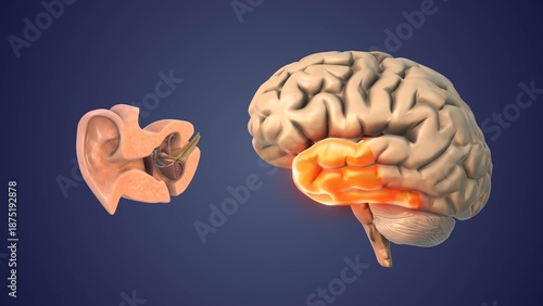 Brain Temporal Lobe Role in Hearing Processing