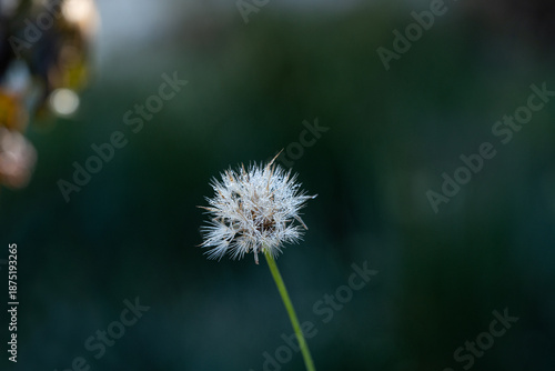Wallpaper Mural Dandelion on green background Torontodigital.ca