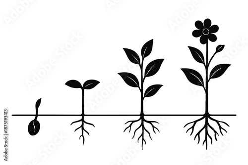 Plant life cycle stages illustration: showing seed germination, seedling development, young plant growth with expanding root system, and ultimately a beautiful flowering plant emerging
