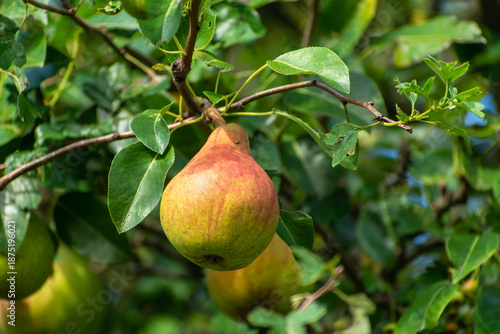A pear hangs on a tree branch