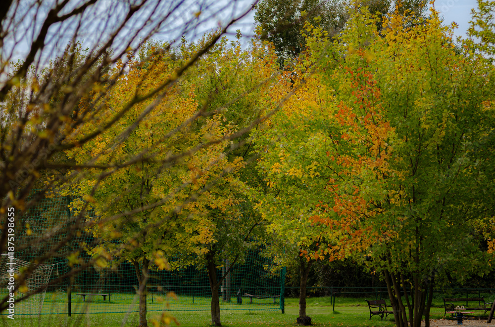 Fototapeta premium trees in autumn