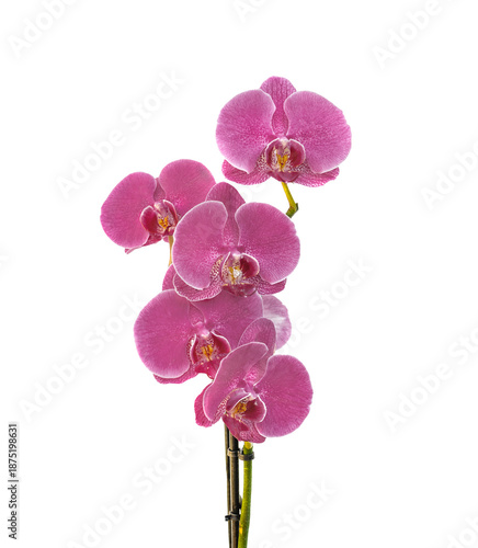 pink flowers of beautiful orchid on stem isolated on transparent background t...